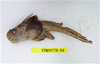 藏品(銀鮫)的圖片